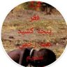 iranbanoo100's profile picture