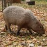 Canadian Capybara 🇨🇦🍁 的头像
