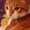Фото профиля Fred the Cat 🇺🇲