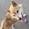 Фото профиля 佳代子🐕🐾