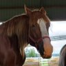 Фото профиля Tokachi Stallion