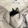 Tasneem_yahia 的头像