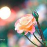 Фото профиля あおいあき