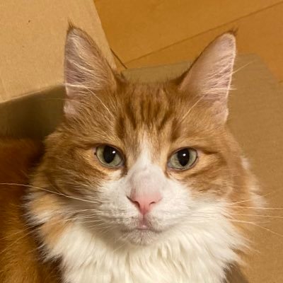 ぺんこ's profile picture