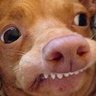 Pup Jerk profil fotoğrafı