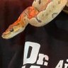 DK CHUNPA🤘🎸🐍🦎🦂♨️🧖♂️🏂🏍 的头像