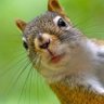 Фото профиля Squirrel