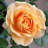 Фото профиля Kaori