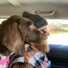 Chris's profile picture