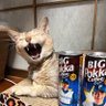 カリンダ's profile picture