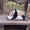 Profilbild von pandapanda