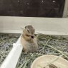 こせっき~ 的头像