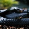 Фото профиля Snake