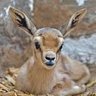 Фото профиля Gazelle