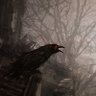 Damon Crow profil fotoğrafı