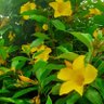 Ro.- 🌻.🏡...🇧🇷.💚🤟.🕵️♀️.🔥.♟👑. profil fotoğrafı