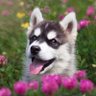 Iris's profile picture