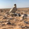 Фото профиля تركي