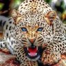 Profilbild von Ron Morris