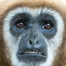 LividJaffa's profile picture