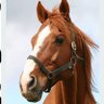 Mr Ed 🐴 profil fotoğrafı