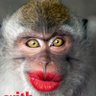 JACOBUS profil fotoğrafı