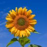 Lady Spring 🇧🇷🤐 profil fotoğrafı