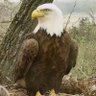 Curmudge profil fotoğrafı