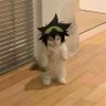 🦉👑 profil fotoğrafı