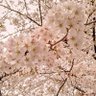さくら🫕's profile picture