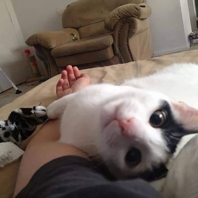ahyounes's profile picture