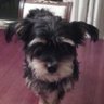 corko's profile picture