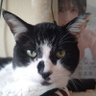 シン(すーさん) profil fotoğrafı