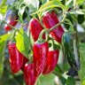 Фото профиля Hal O. Peño 🌶️
