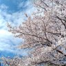 いんふぁ 的头像