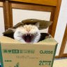 午後ねむねむ's profile picture