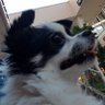 mametarou🍥🕙 profil fotoğrafı