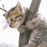 ジェイちゃん 的头像