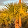Palmetto Patriot 的头像