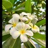 Plumeria 🌿 profil fotoğrafı