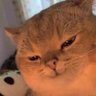 Oyen's profile picture