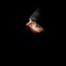 The Rambling Optimist's profile picture