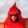 The Bird or “Sir Birdy” profil fotoğrafı