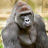 Harambe's profile picture