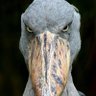 Doug Figgins's profile picture