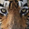 Manuel Martinez profil fotoğrafı