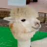Profilbild von ユタ