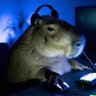 Capybara's profile picture