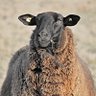 Фото профиля TheBlackSheep1776