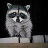 松本うに's profile picture